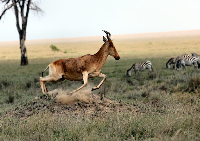 animaux de la savane