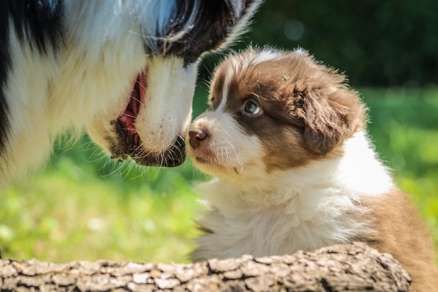 chiot sociable