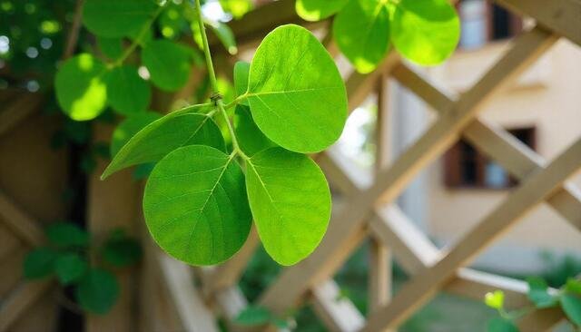 faut il attacher ses jardinière avec treillis
